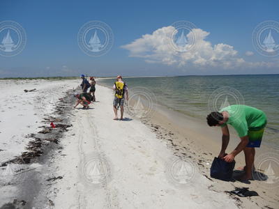 Researchers beach combing for oil spill residue samples.