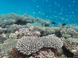 Coral reefs surrounding Vavvaru Island in the Maldives.