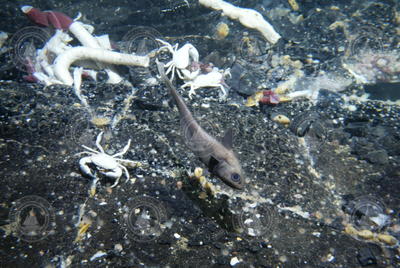 Tubeworms and crabs viewed during Alvin dive 3789.