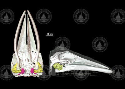 Computer scans of a baleen whale head.