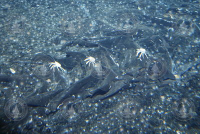 Crabs viewed during Alvin dive 3789.