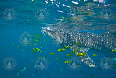Whale shark feeding with jacks.