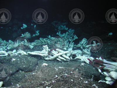 Vent clams and tubeworms viewed during Alvin dive 3749.