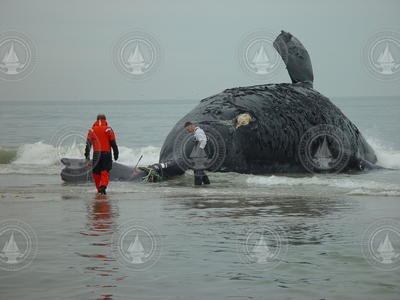 Michale Moore and David Taylor prepare to perform a right whale field necropsy.