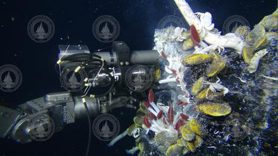 ROV Jason holding IGT sampler during hydrothermal vent sampling.