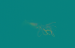 Squid seen during Alvin dive 209.