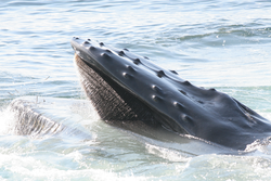 Humpback whale feeding at surface.
