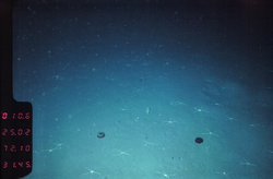 Starfish on sea floor