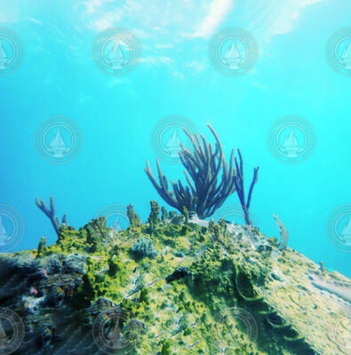 Coral colony on a reef