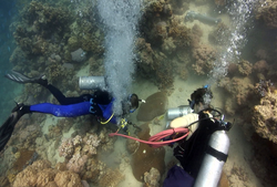 Neal Cantin and Casey Saenger drilling coral in Red Sea.