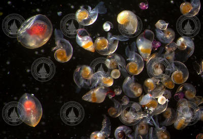 A group of pteropods.