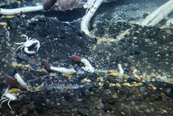 Tubeworms and crabs viewed during Alvin dive 3789.