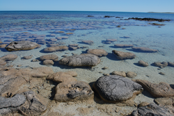 Stromatolites made by photosynthetic cyanobacteria and other microorganisms.