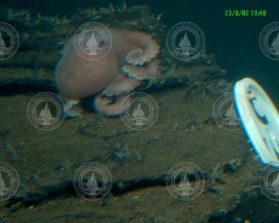 Octopus seen during Alvin dive 3827.