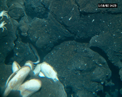 Hydrothermal vent crabs and clams viewed during Alvin dive 3748.