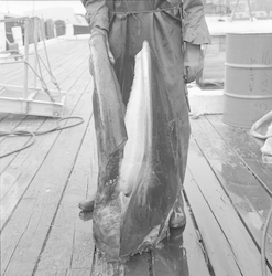 Whale on WHOI dock.