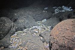 Clam and mussel shells on pillow lava flow at the Mussel Bed site.