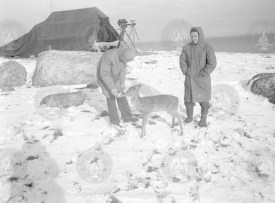 Two men with deer and tent on Nonamesset Island.
