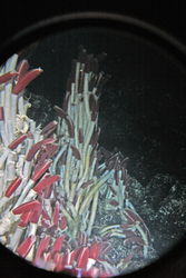 Tube worms estimated to be about six feet high