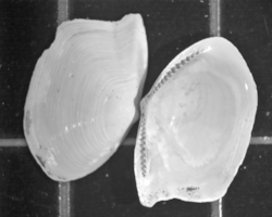 Bivalve clam shell halves