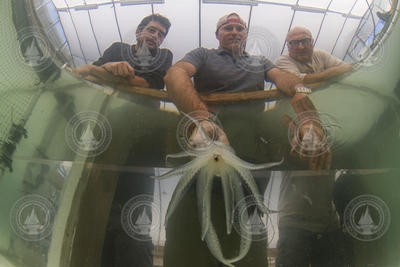 Francesco Caruso, Aran Mooney, Alex Bocconcelli with longfin squid.