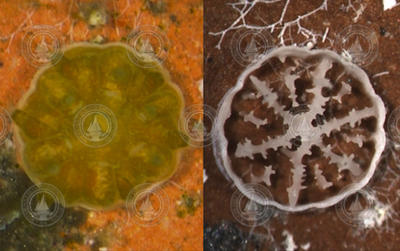 A three-week-old coral polyp (left), and its delicate skeleton (right).