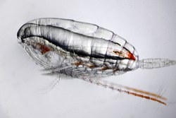 Close-up view of a copepod.
