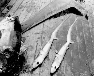 Two fish on the deck of the Anton Bruun