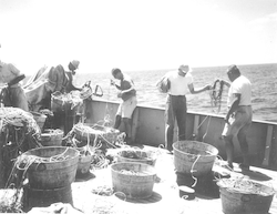 Unidentified men longlining on deck of Crawford