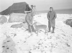 Two men with deer and tent on Nonamesset Island.