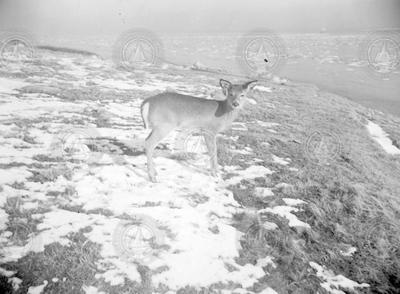 Deer on Nonamesset Island