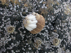 An adult snail and Northern rock barnacles.