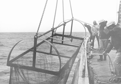 Group working with large net over the side of the Atlantis II