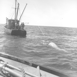 View of the Asterias towing net behind