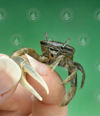 Fiddler crab from West Falmouth marsh.