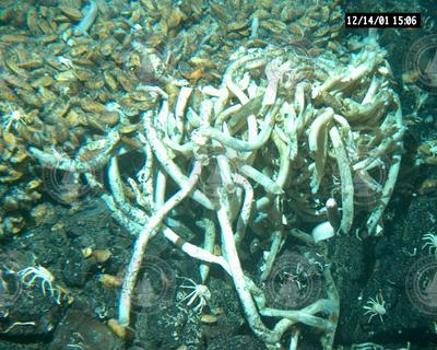 Tubeworms and mussels viewed during Alvin dive 3727.