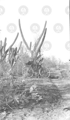 Ashore on Cuba; bicycle with cactus