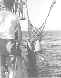 Net pulling up large rubber sampler