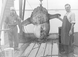 William C. Schroeder (R) with sunfish.