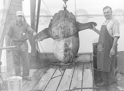 William C. Schroeder (R) with sunfish.