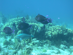 Fish in the coral reef