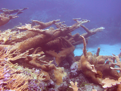 Palmata coral