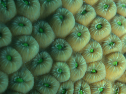 Great star coral, polyps of Montastrea cavernosa.