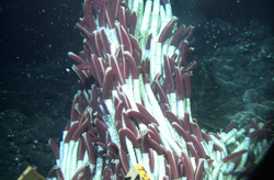 Tubeworm colony viewed on Alvin dive 3725 at EPR 9N.