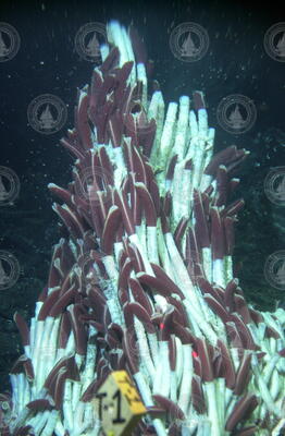 Tubeworm colony viewed on Alvin dive 3725 at EPR 9N.