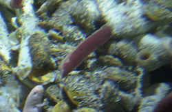 Tubeworms viewed during Alvin dive 3726.