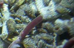 Tubeworms viewed during Alvin dive 3726.