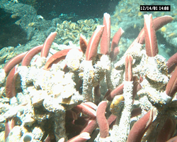 Tubeworms and mussels viewed during Alvin dive 3727.