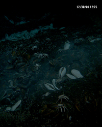 Clams viewed during Alvin dive 3744 to EPR.