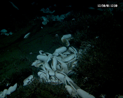 Clams viewed during Alvin dive 3744 to EPR.